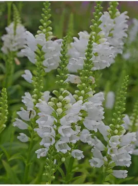 Physostegia virginiana 'Alba'