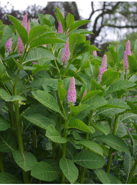Phytolacca polyandra