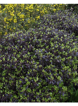Pittosporum tenuifolium 'Tom Thumb'