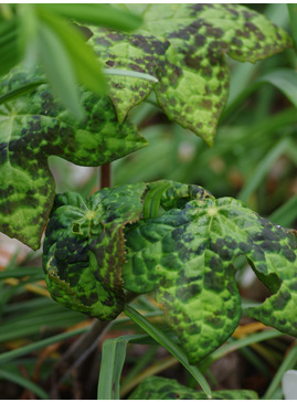 Podophyllum versipelle 'Spotty Dotty'