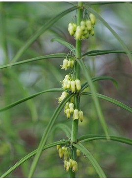 Polygonatum verticillatum