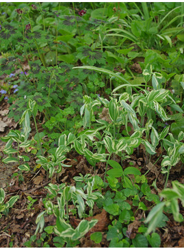 Polygonatum x hybridum 'Striatum'