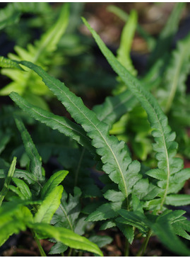 Polypodium glycyrrhiza 'Longicaudatum'