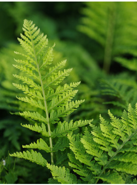 Polypodium x mantoniae 'Cornubiense'