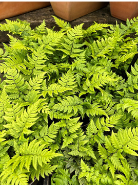 Polystichum rigens