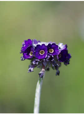 Primula capitata subsp. mooreana