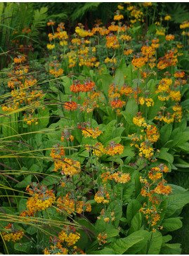 Primula x bulleesiana