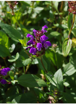 Prunella grandiflora