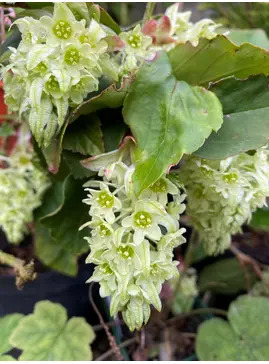 Ribes laurifolium 'Mrs Amy Doncaster'