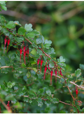 Ribes speciosum