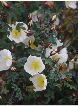 Rosa spinosissima 'Merthyr Mawr'