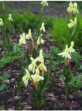 Roscoea cautleyoides