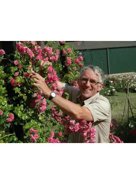 Planting and Pruning Roses 