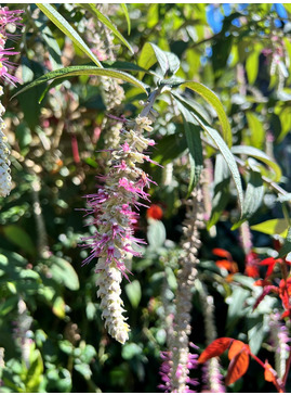 Rostrinucula dependens