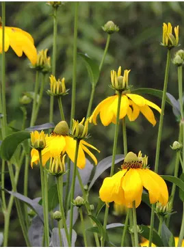 Rudbeckia laciniata