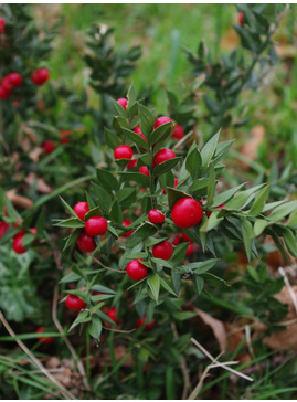 Ruscus aculeatus