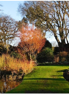 Salix alba var. vitellina 'Britzensis'