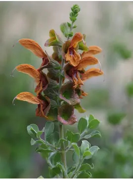 Salvia aurea