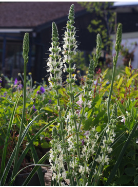 Salvia austriaca