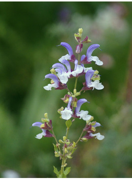 Salvia chamelaeagnea