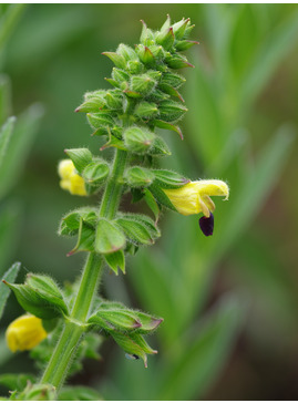 Salvia flava var. megalantha