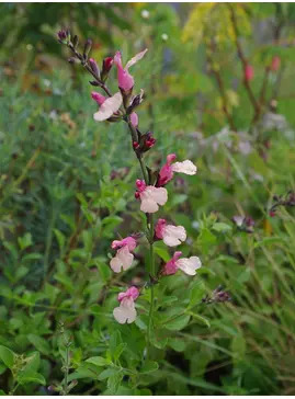 Salvia greggii 'Strawberries and Cream'