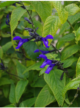 Salvia guaranitica 'Black and Blue'