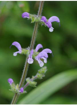 Salvia halophila