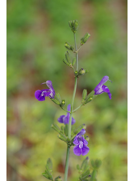 Salvia interrupta