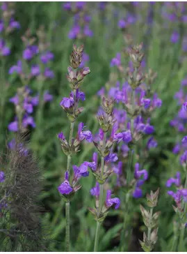Salvia lavandulifolia