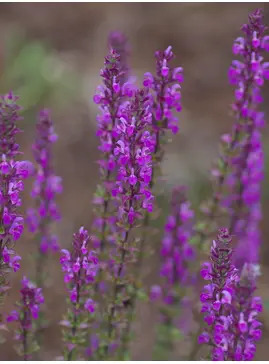 Salvia nemorosa 'Amethyst'