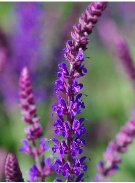 Salvia nemorosa 'Ostfriesland'