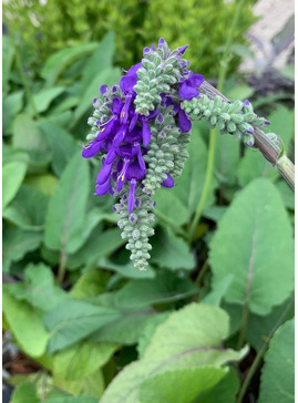Salvia nutans