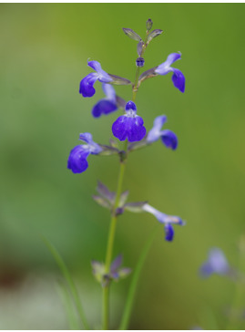Salvia reptans