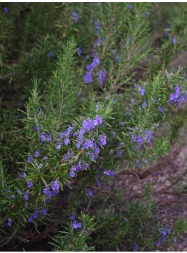 Salvia rosmarinus Chatto's Form