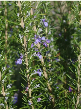 Salvia rosmarinus Chatto's Form