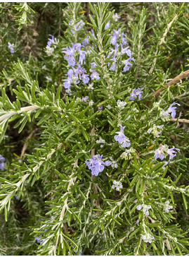 Salvia rosmarinus Prostrata Group