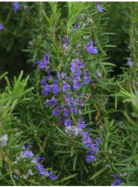 Salvia rosmarinus 'Tuscan Blue'