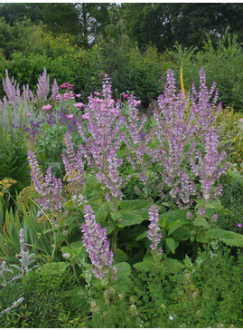 Salvia sclarea var. turkestanica