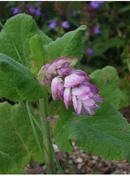 Salvia sclarea var. turkestanica