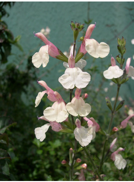 Salvia 'Trelissick'