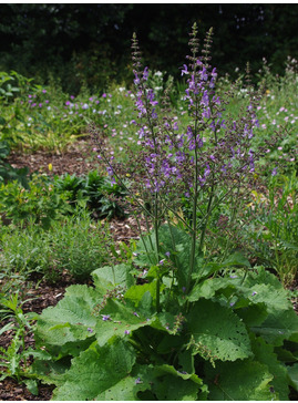Salvia virgata