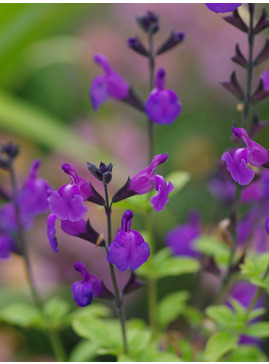 Salvia x jamensis 'Javier'