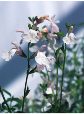 Salvia x jamensis 'Trebah'