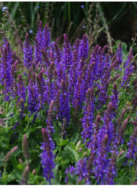 Salvia x superba 