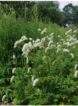 Sanguisorba albiflora