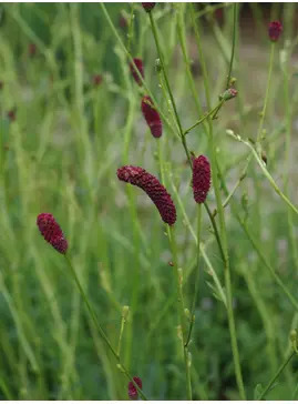 Sanguisorba 'Cangshan Cranberry'