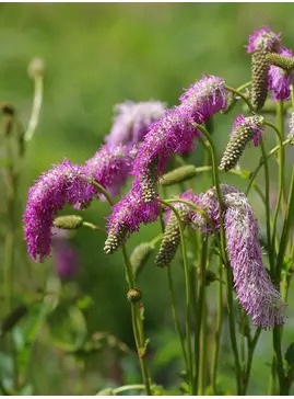 Sanguisorba hakusanensis