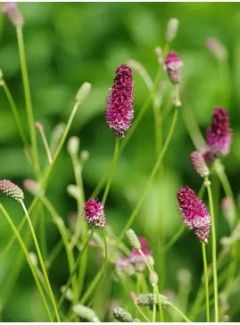 Sanguisorba officinalis