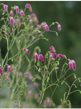 Sanguisorba 'Pink September'